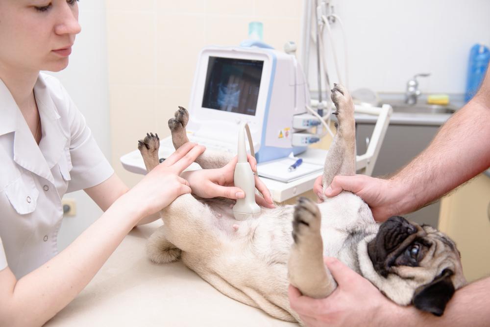 Посещение ветеринара при беременности у собаки