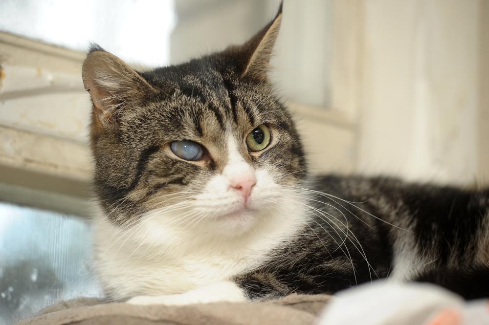 Профилактика глазных заболеваний у кошек Профилактика глазных заболеваний у кошек