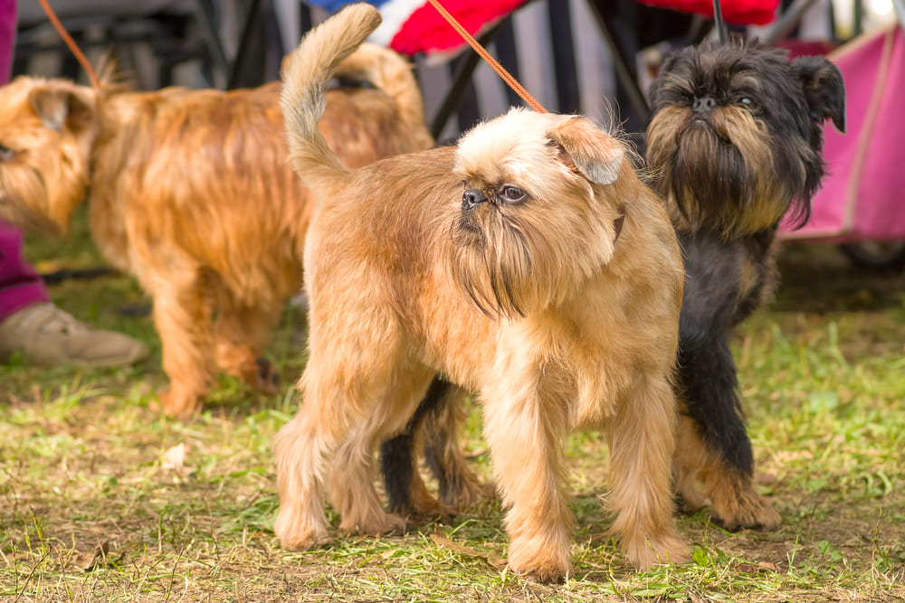 Бельгийский гриффон