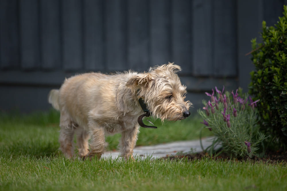 Норфолк-терьера нужно стричь