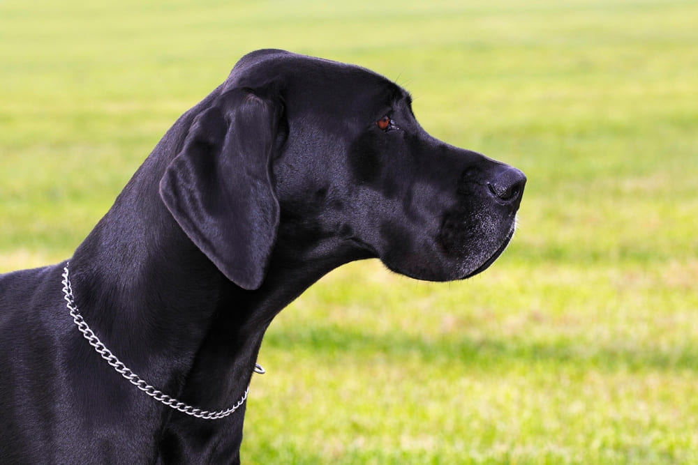 Вакцинировать немецких догов нужно регулярно