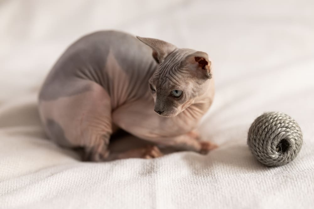 Важно знать, сколько живут канадские сфинксы