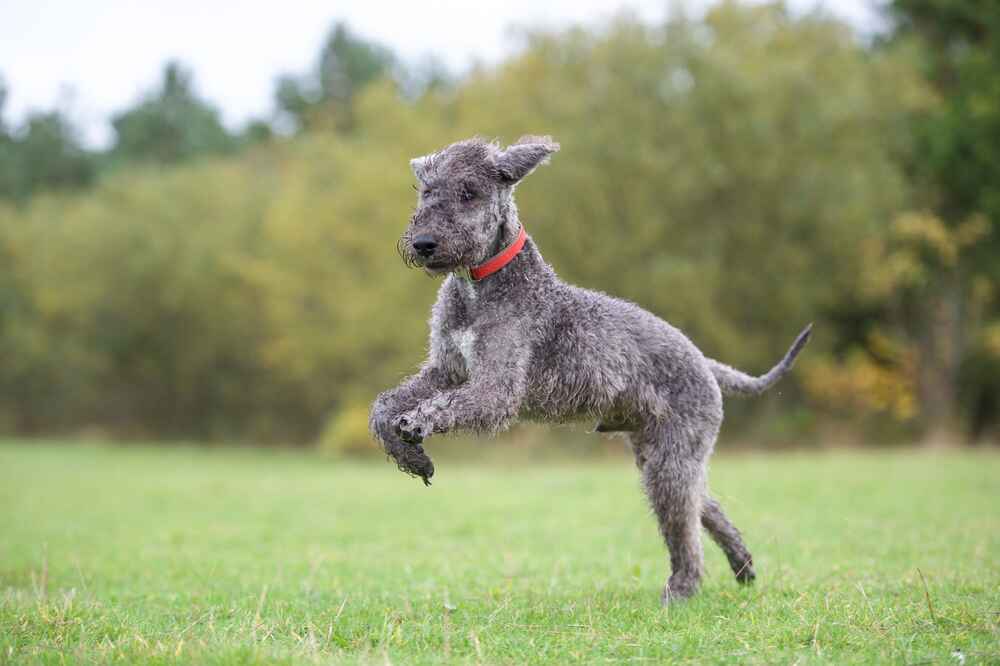 Бедлингтон-терьер нуждается в правильном питании