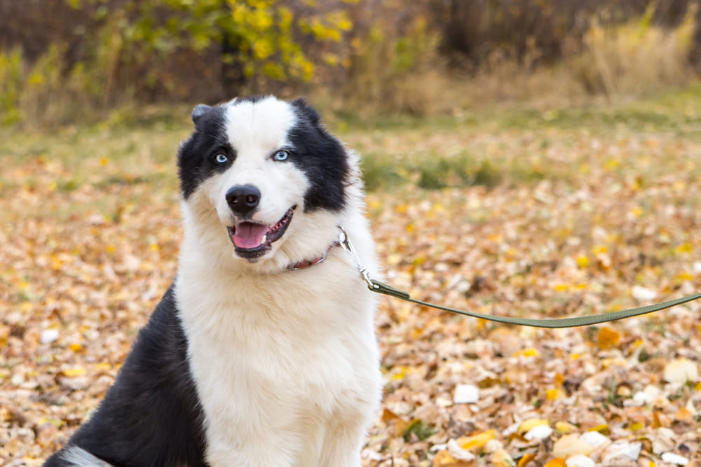 Якутские лайки преданы семье