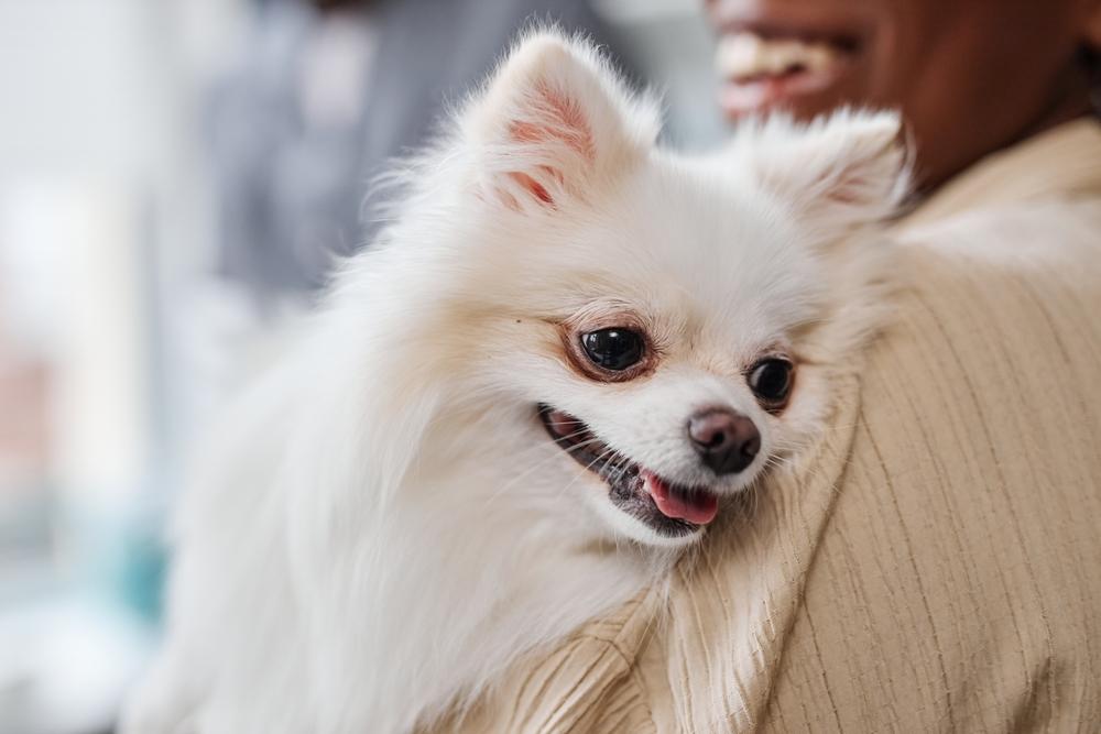 Может ли шпиц вызывать аллергию?