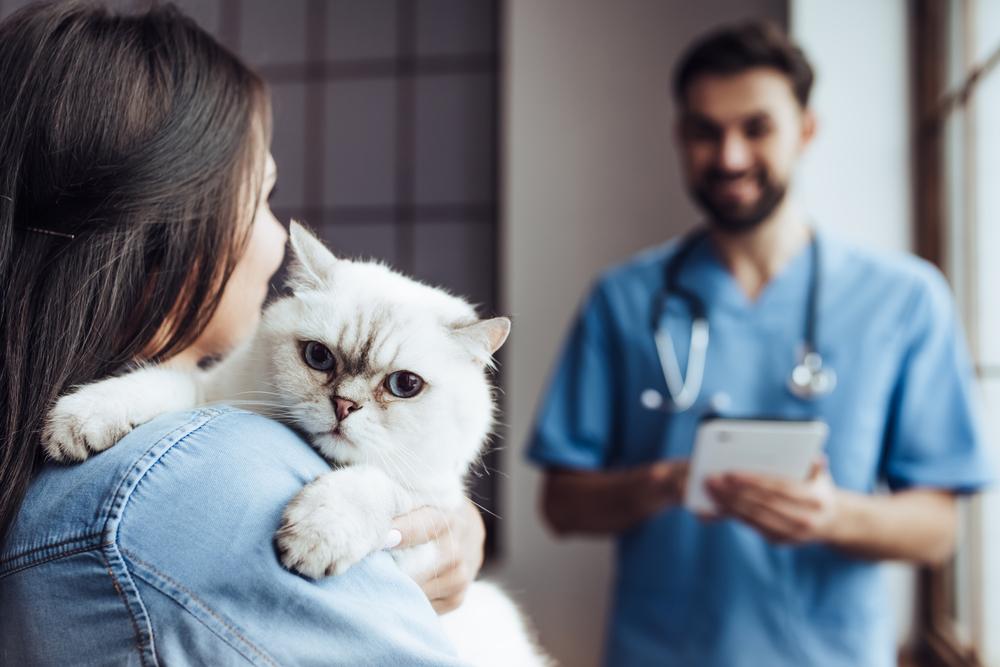 От чего ставят прививки кошкам