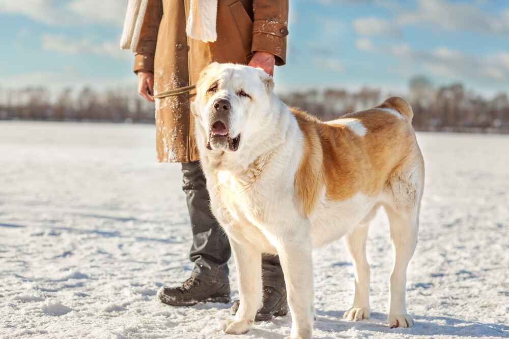 Вес алабая важно держать под контролем