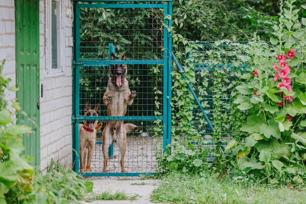 Уличный вольер для собак Уличный вольер для собак