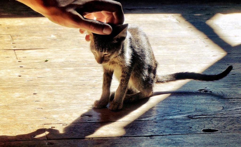 кошки лижут руку человеку из-за дискомфорта или болезни