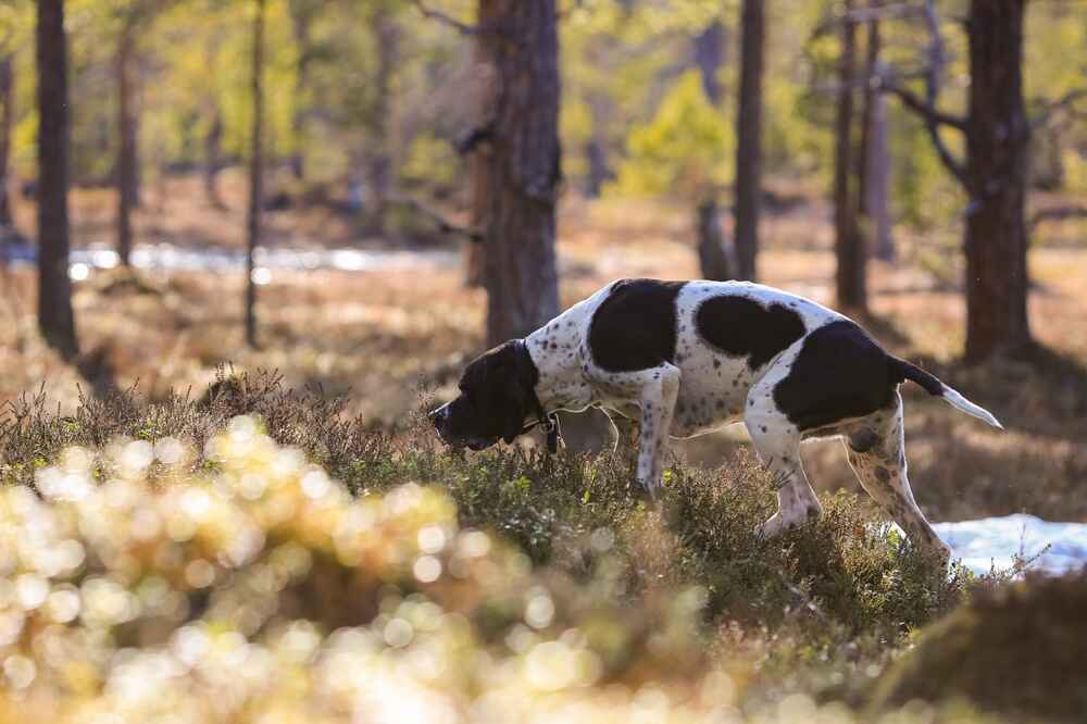 Сколько гулять с пойнтером?