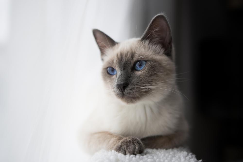 кошки, похожие на сиамскую, но не сиамские кошки, похожие на сиамскую, но не сиамские
