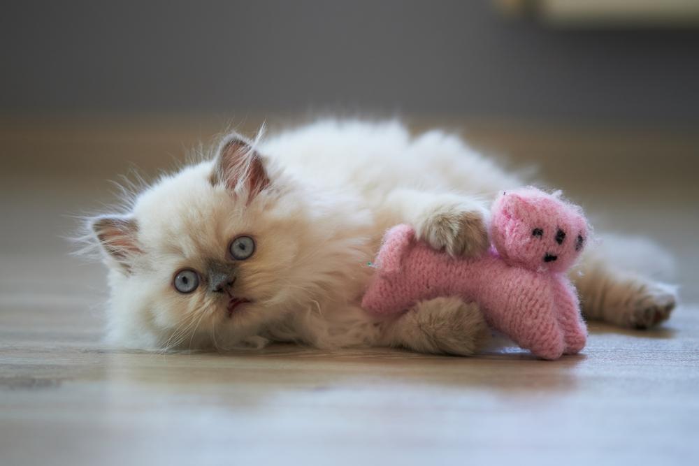 Советы по выбору котенка гималайской кошки