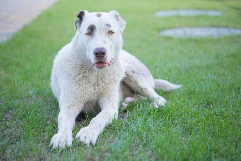 Похожи ли кангал с алабаем?