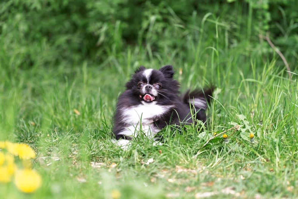 Болезни могут влиять на то, сколько проживет шпиц