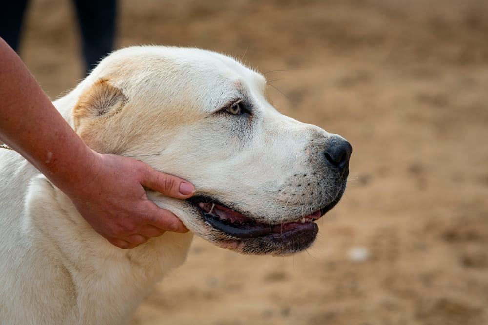 Владельцу важно контролировать, сколько длится беременность у алабая
