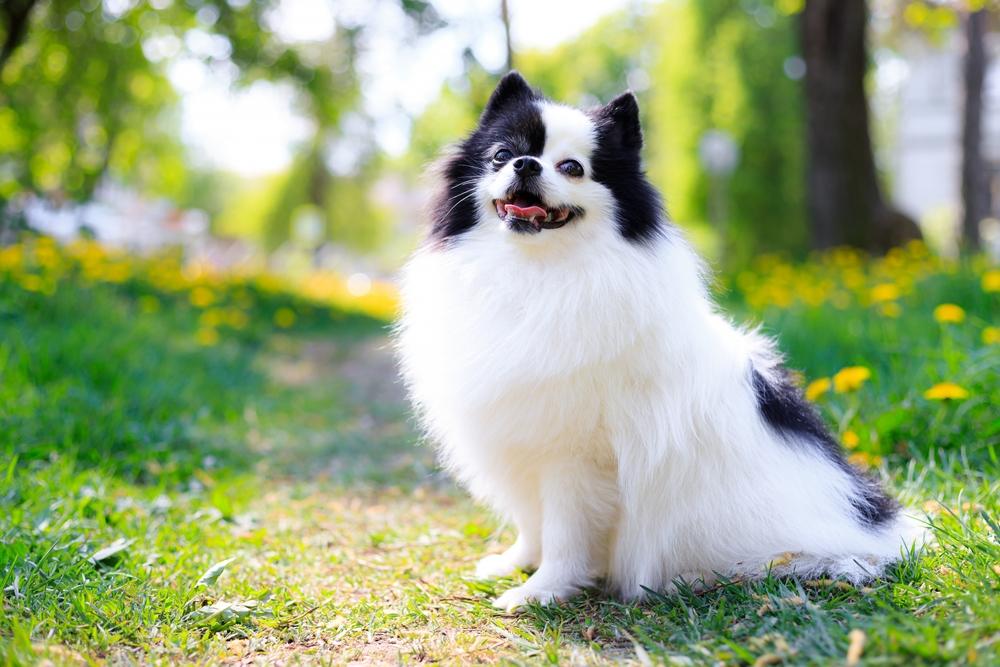 Бывает ли аллергия на шпицев?