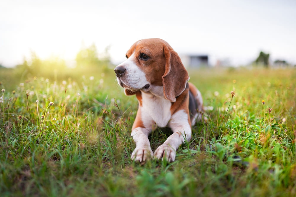 Во время течки у бигля могут возникнуть проблемы со здоровьем