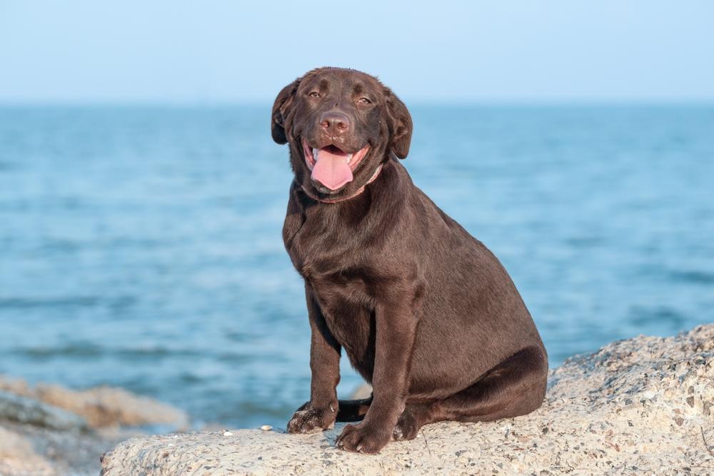 Улыбающийся шоколадный лабрадор-ретривер