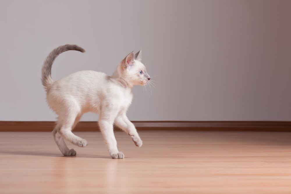 Причины гиперактивности у котенка Причины гиперактивности у котенка