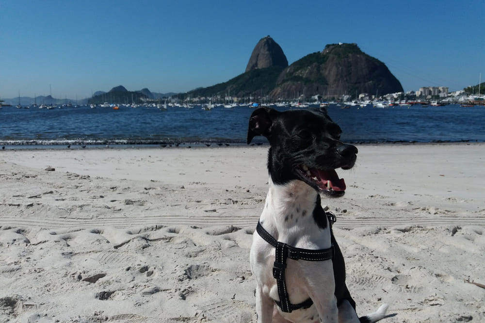 Бразильского терьера, не участвующего в разведении, кастрируют