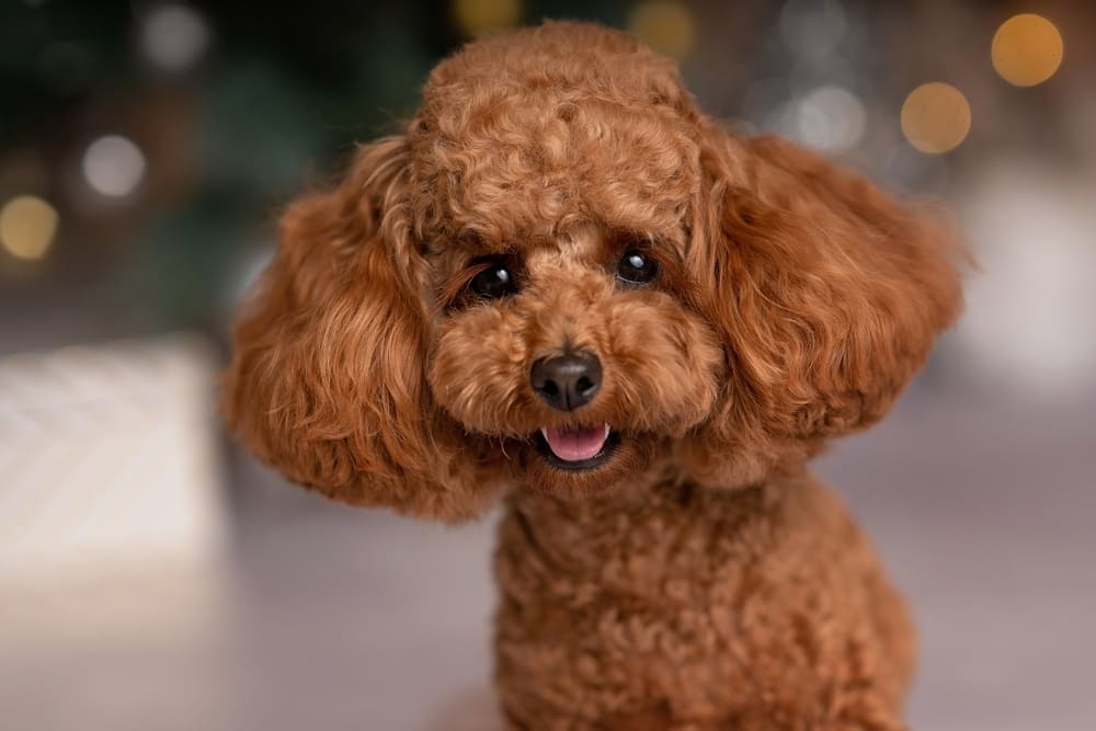 Болезнь может влиять на то, сколько весит пудель