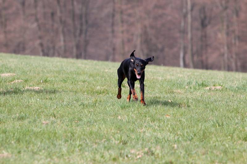 Темперамент австрийской гончей