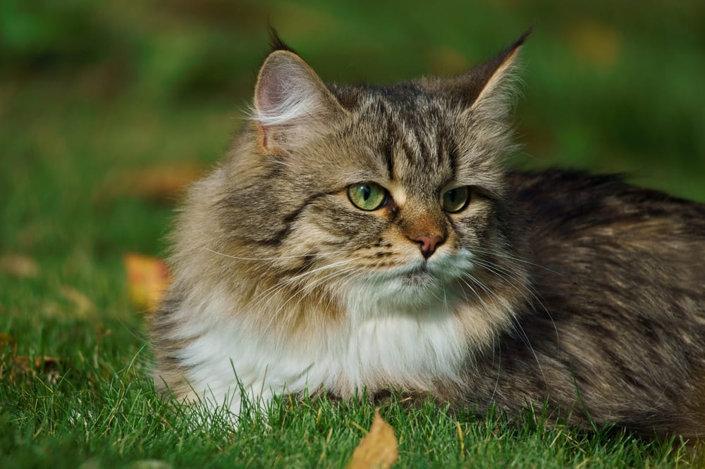Важно знать, сколько живет сибирская кошка в норме