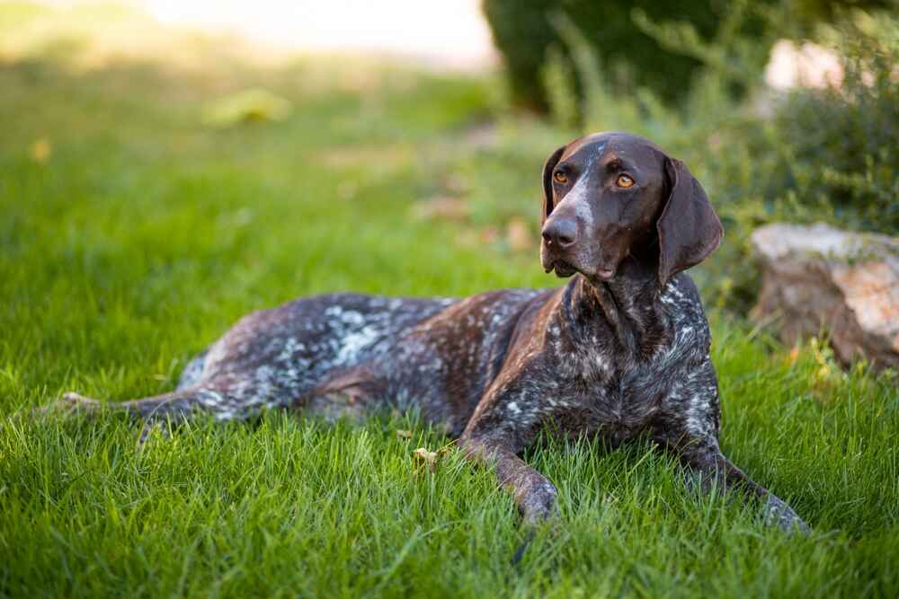 Курцхаары спокойно относятся к незнакомцам