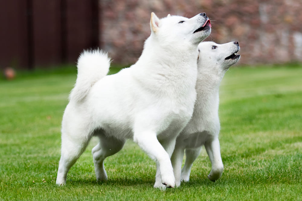 Собаки хоккайдо имеют характерные патологии