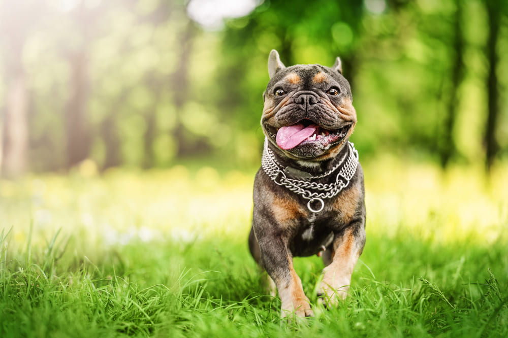 Активный французский бульдог