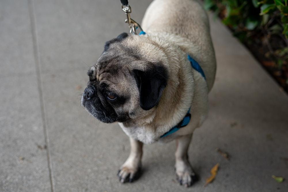 Почему у людей может быть аллергия на мопса?