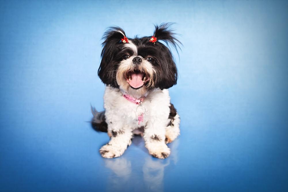 Ши-тцу черно-белого цвета