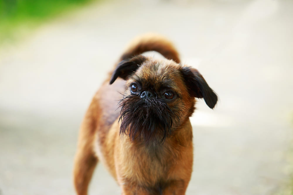 Гриффоны нуждаются в обработках от паразитов