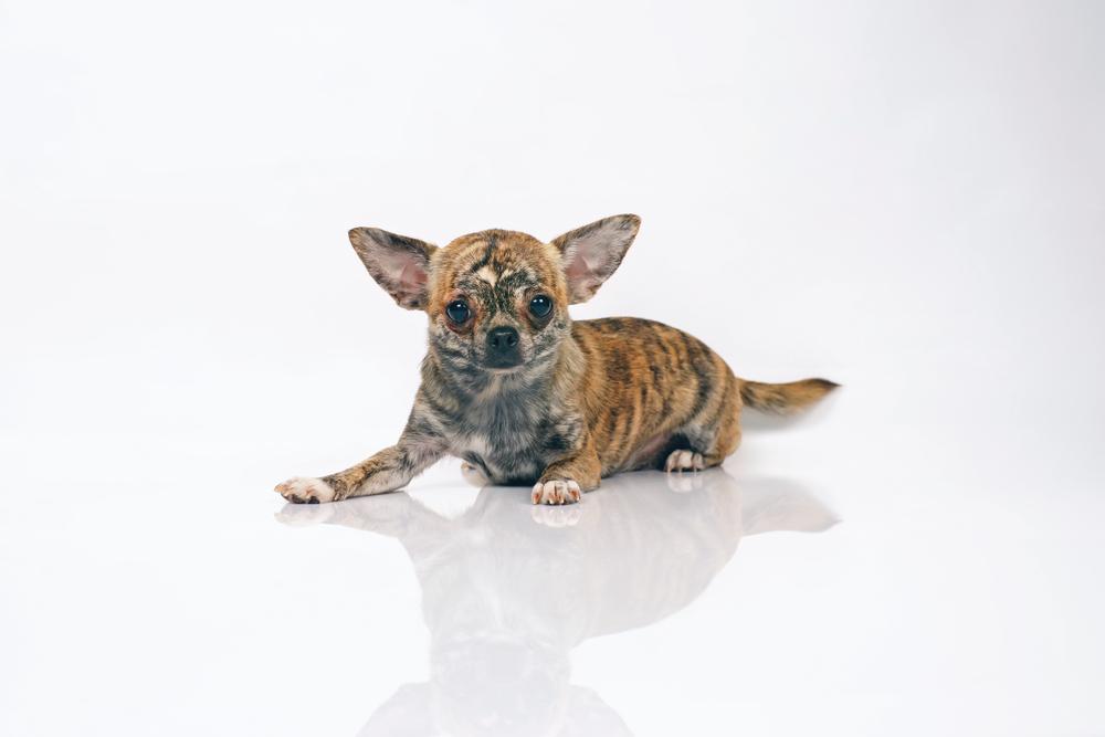 Полосатые породы собак: чихуахуа