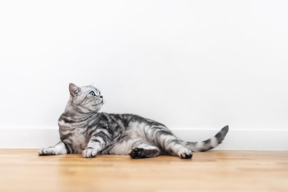 Табби-окрасы британских котов: серебристый табби