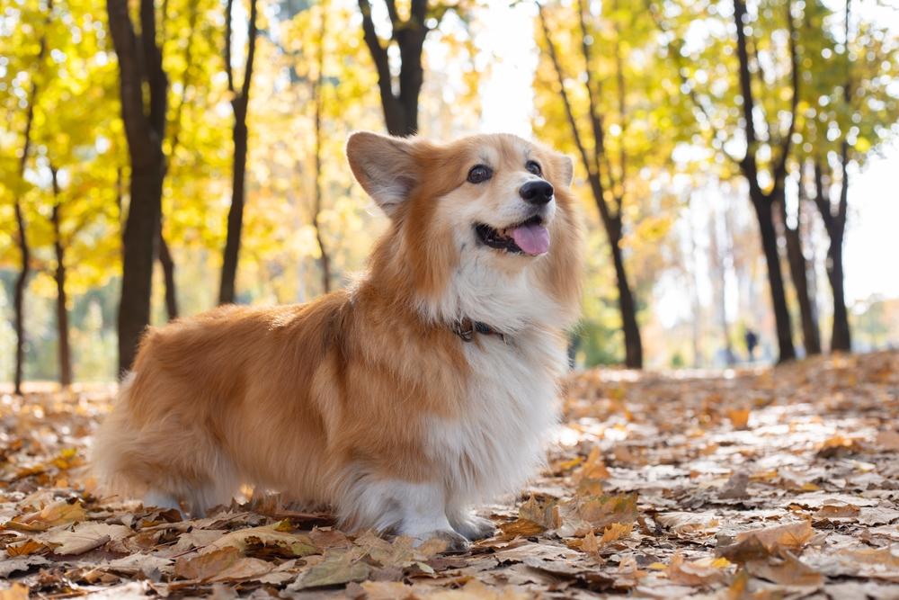 Содержание корги флаффи