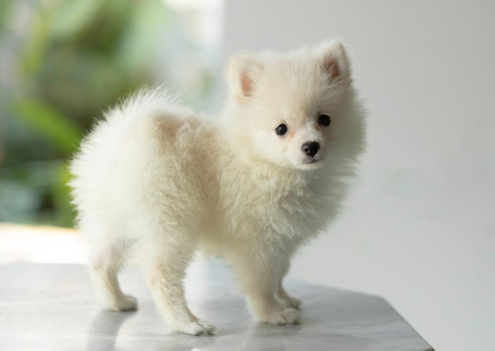 Хвост собаки белый померанский шпиц