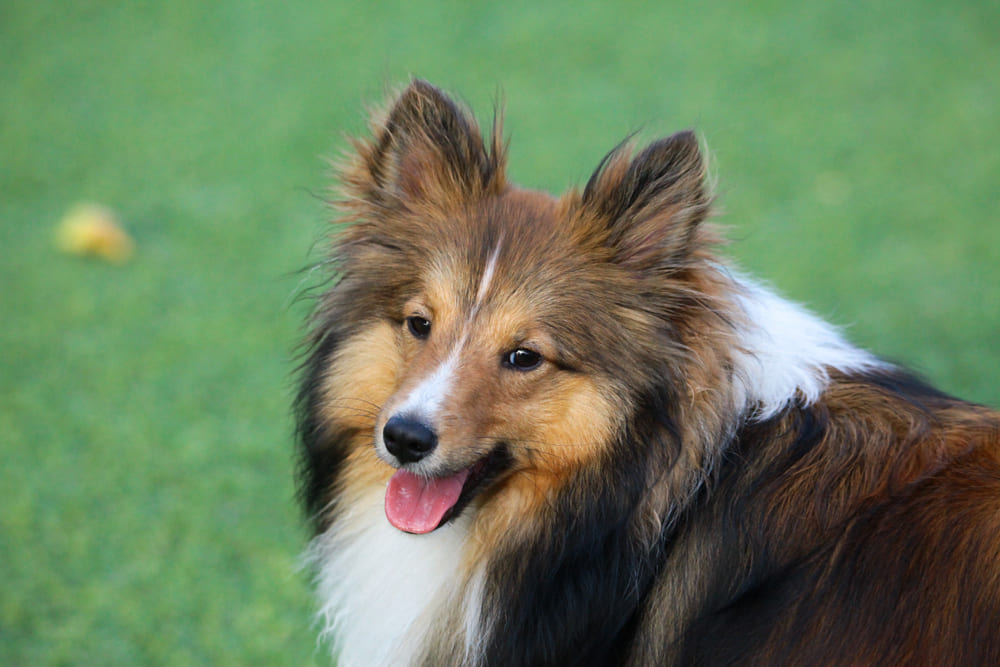 Вес шелти прекращает расти примерно в 10 месяцев