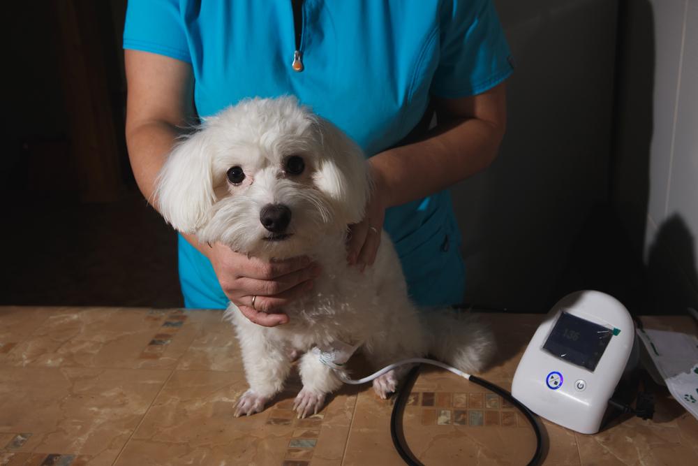 Как измерить давление у собаки