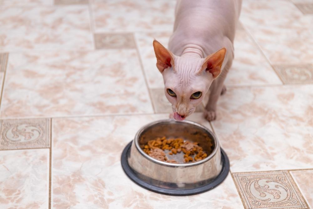 Особенности рациона сфинкса 