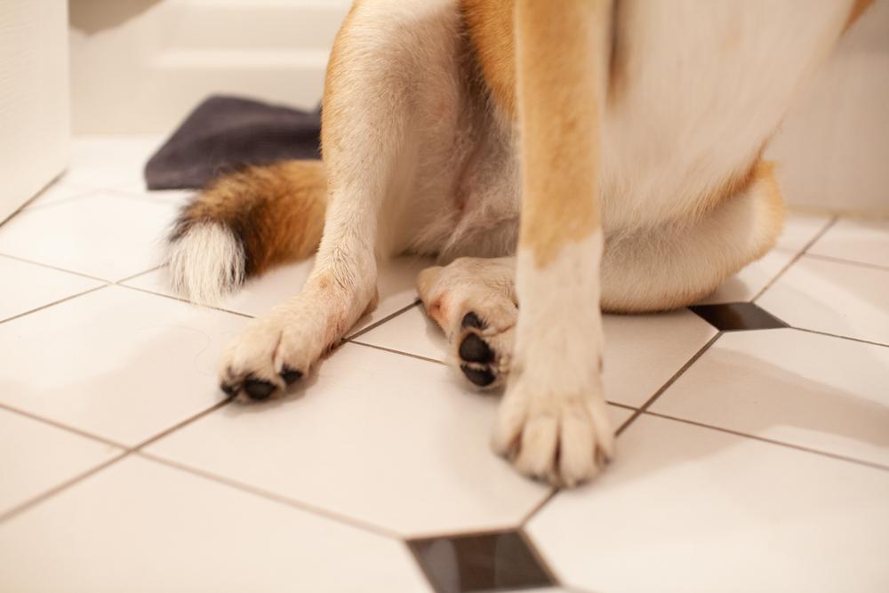 Причины вывиха коленной чашечки у собак  Причины вывиха коленной чашечки у собак