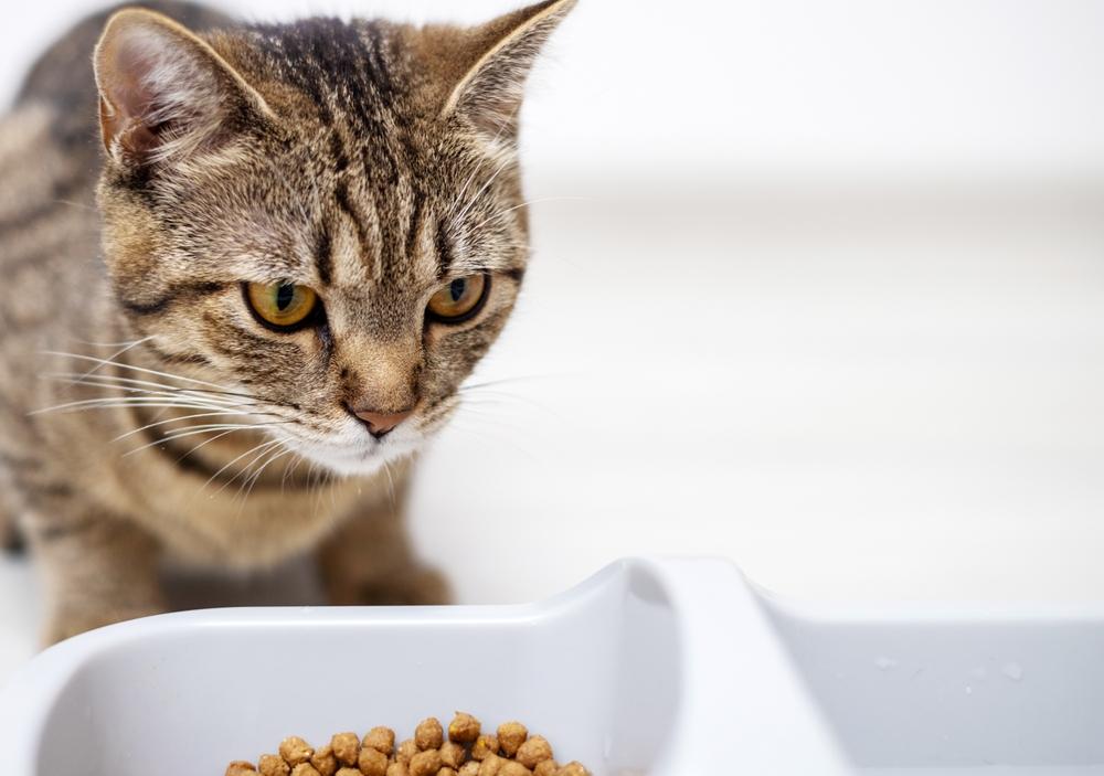 Как перейти с влажного корма для кошек на сухой Как перейти с влажного корма для кошек на сухой