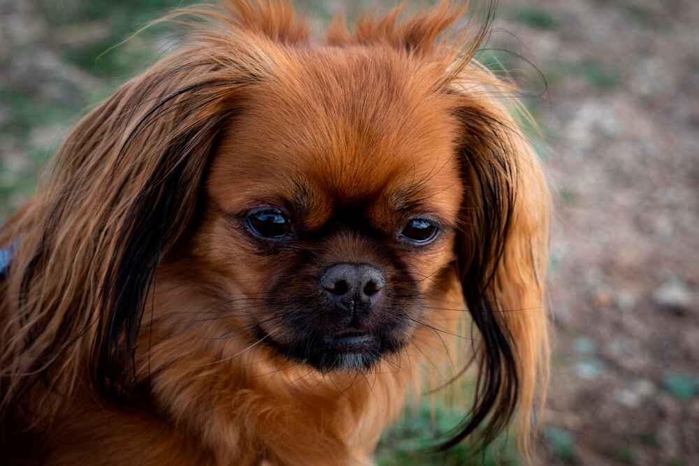 Тибетский спаниель может иметь патологии опорно-двигательного аппарата