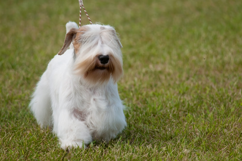 Силихем-терьер отличается подвижностью