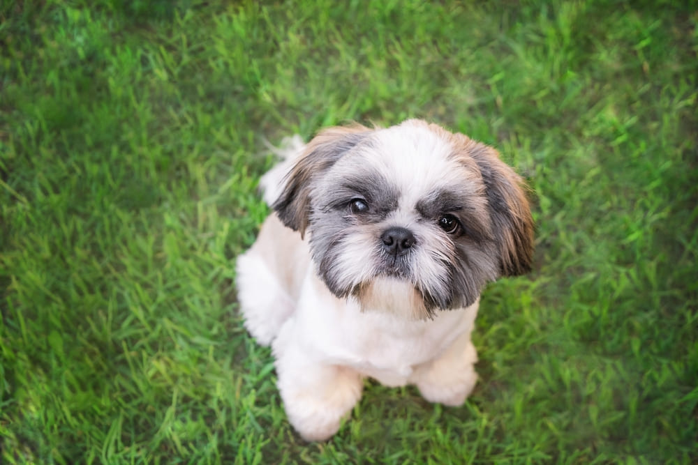 Во время течки у ши-тцу могут возникать нарушения