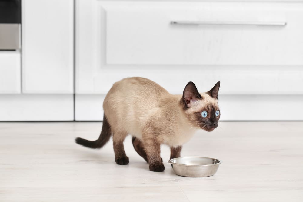 У тайских кошек встречается болезнь почек