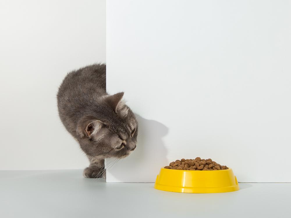 Миски для кошек из пластика Миски для кошек из пластика