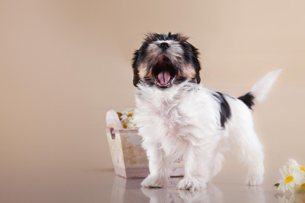 Характер бивер-йорка