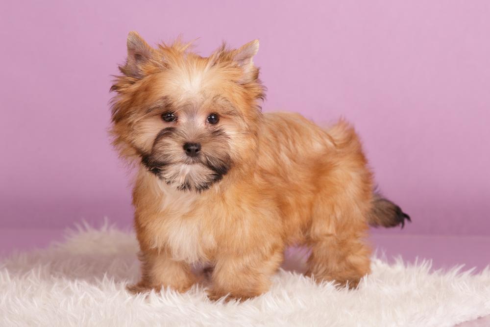 Советы по выбору щенка русской салонной собаки 