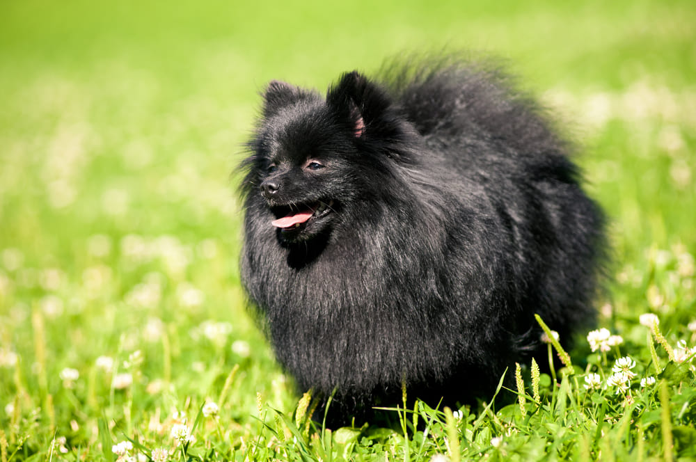 Течка у шпица свидетельствует о половом созревании собаки